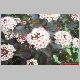 phys. carpus diab. en fleurs.jpg